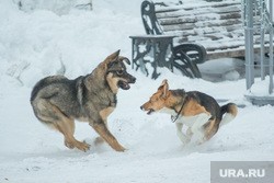 В Лабытнанги на детей нападают домашние собаки