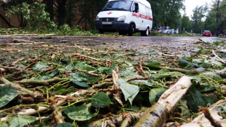 Упавшее из-за урагана дерево заблокировало журналистов в резиденции Медведева