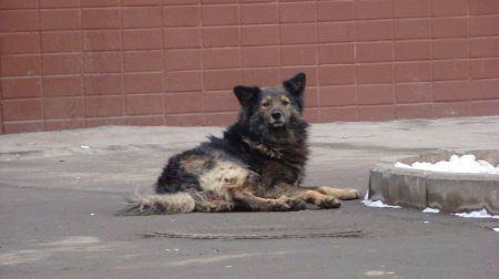 В Москве косяк псин напала на мужчину