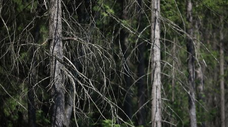 Поисковики Подольска в воскресенье расскажут всем желающим о безопасном поведении в лесу