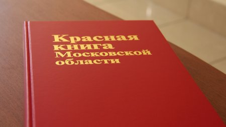 Бурый медведь, черный аист и суслик: кто занесен в Красную книгу Подмосковья