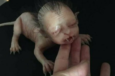 Полиция отрицает существование кошачьего с человеческой головой