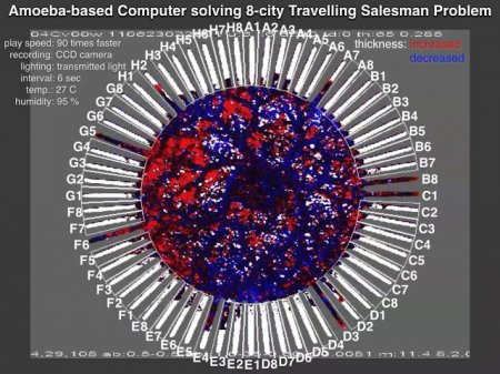 Компьютер на базе живой амебы сумел решить чрезвычайно сложную математическую задачу