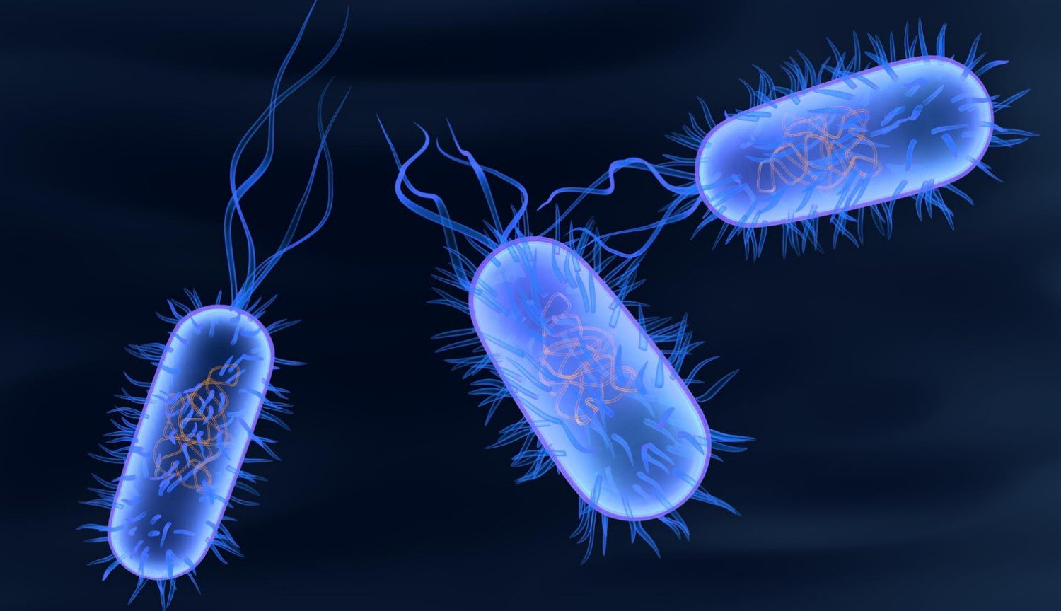 Бактерия сальмонелла Тифи
