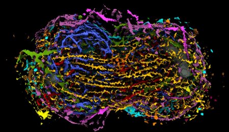 Биологи создали подробную модель деления клетки — изучить ее можно прямо сейчас