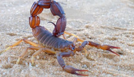 Как яд скорпиона помогает обнаружить рак головного мозга?