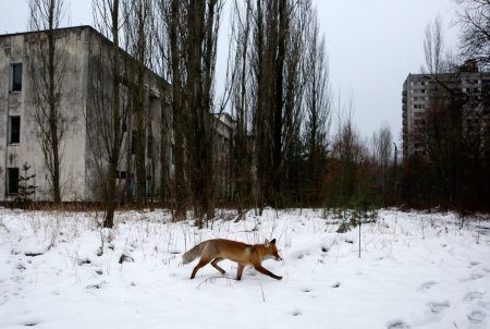 Взрыв реактора мог превратить Чернобыль в рай на земле