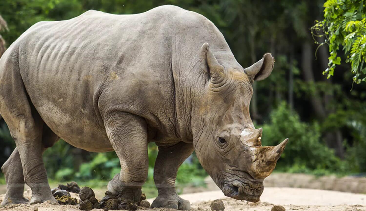 Носорог Суматры