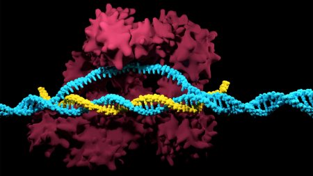 CRISPR-стартап пересаживает свиные органы обезьянам, чтобы понять, насколько это безопасно для людей