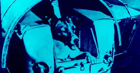 Собаки снова полетят в космос. Зачем?