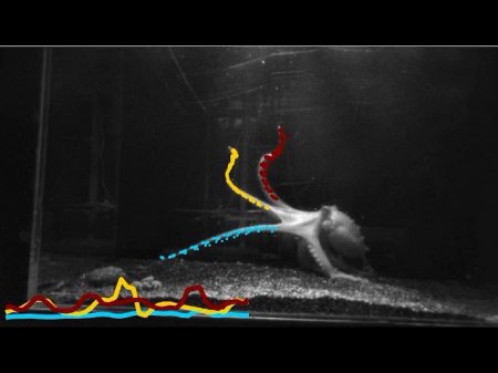 Ученые установили, что щупальца осьминога способны принимать решения независимо от мозга
