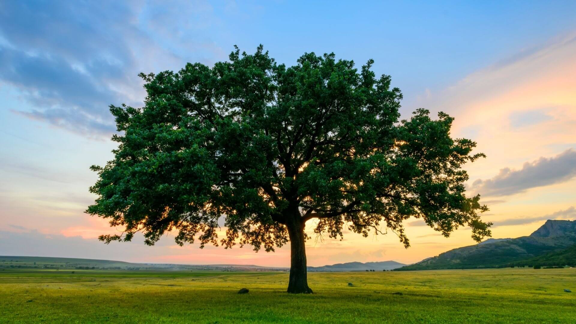 Tree pictures. Дуб дарахти. Красивое дерево. Дуб дерево. Красивый дуб.