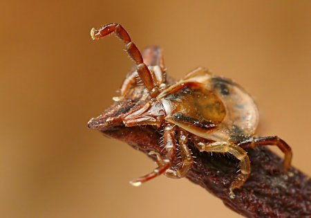 Клещи распространяют смертельную болезнь, о которой вы не слышали
