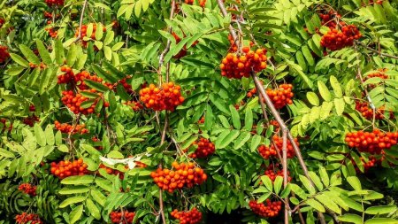 Что происходит с деревьями в Европе?