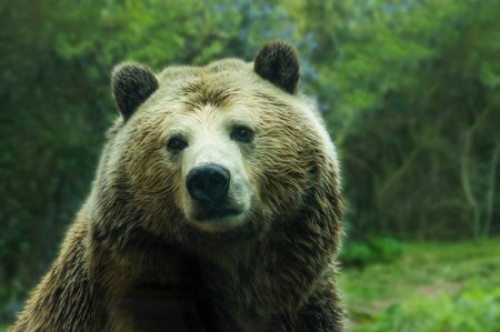 Медведи стали чаще нападать на людей. С чем это связано?