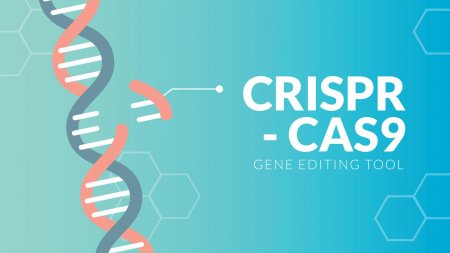 Редактор генома CRISPR впервые использовали для терапии ВИЧ