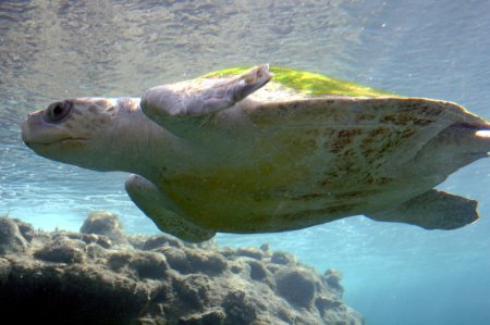 #видео | Биологи впервые увидели самое крупное скопление морских черепах