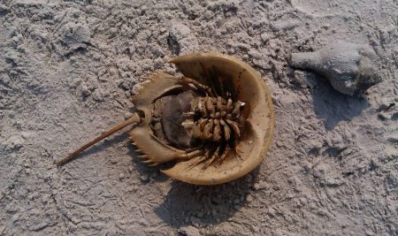 Зачем людям голубая кровь?