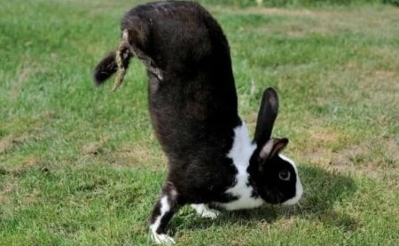 Выведена порода кроликов, которые ходят на передних лапах. Все из-за ошибки ученых