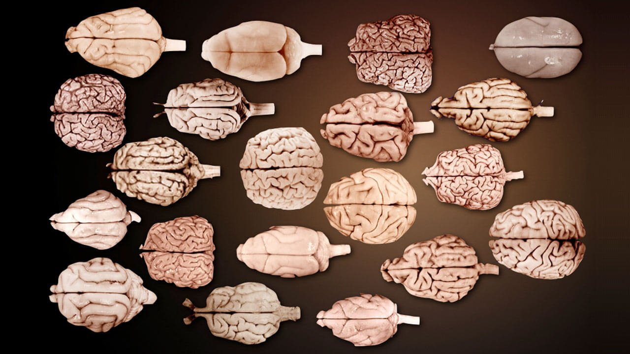 Мозги разных животных