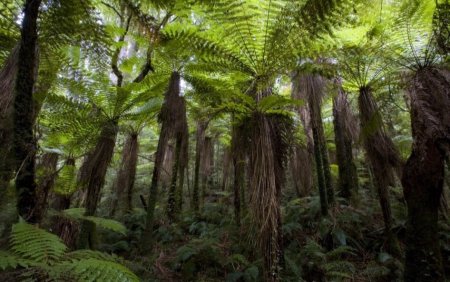 Почему насекомые Новой Зеландии начали быстро эволюционировать?