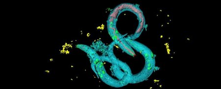 Такого вы точно не ожидали: Черви нематоды делятся «воспоминаниями» обмениваясь РНК