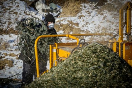 Жители Московской области сдали 20 тыс. елок на переработку