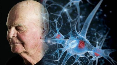 Изучение иностранных языков не дает мозгу стареть