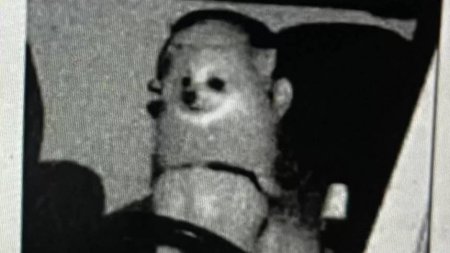 Обнаружен самый милый нарушитель: собака получила штраф за превышение скорости