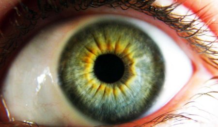 Ученые восстановили работу глаз умершего человека